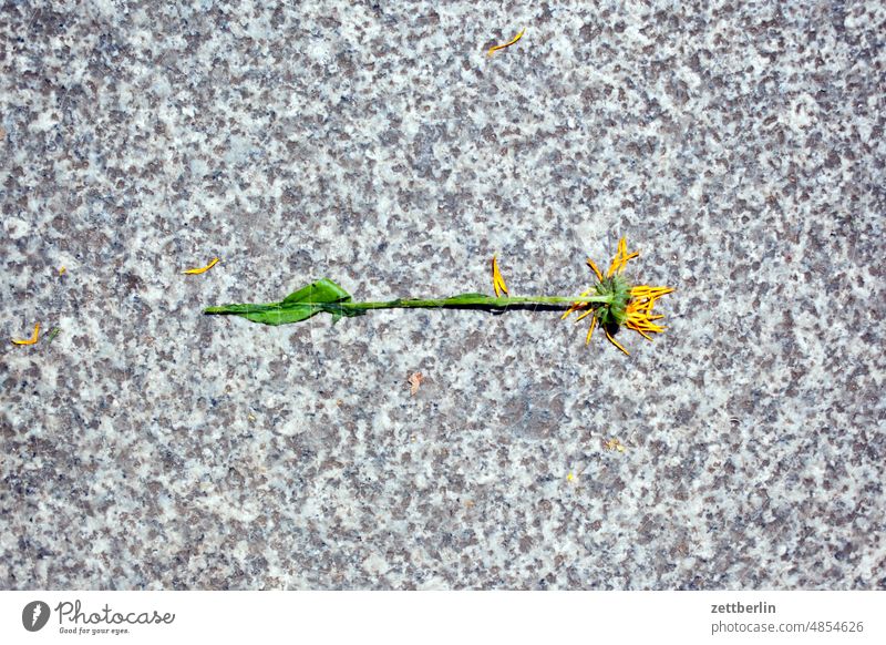 Ringelblume margerite blüte verblüht verloren bürgersteig ringelblume korbblütler einsam allein solo einzeln liegen granit gehweg stein blumenstrauß sonne