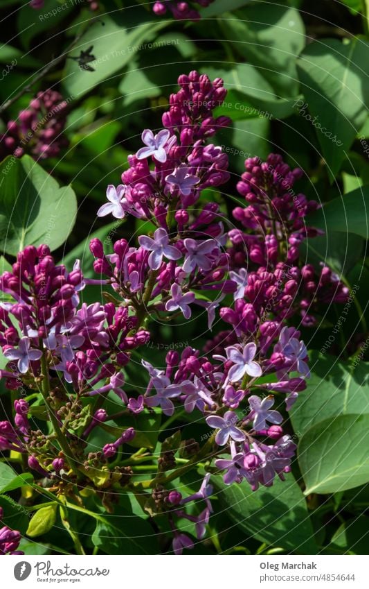 Zweig der lila Blumen mit grünen Blättern, floral natürlichen saisonalen Hipster Hintergrund geblümt Fliederbusch Ast Pflanze purpur Saison Garten Frühling
