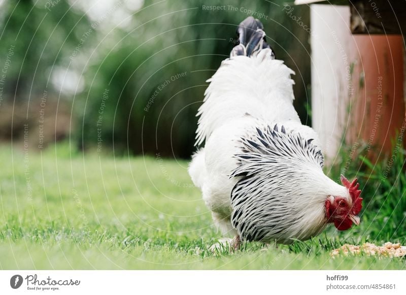 ein Sundheimer Hahn in Nahaufnahme Sundheimer Huhn Geflügel Feder Hühnervögel Haustier freilaufend Nutztier Freilandhaltung Vogel Tierporträt Bioprodukte