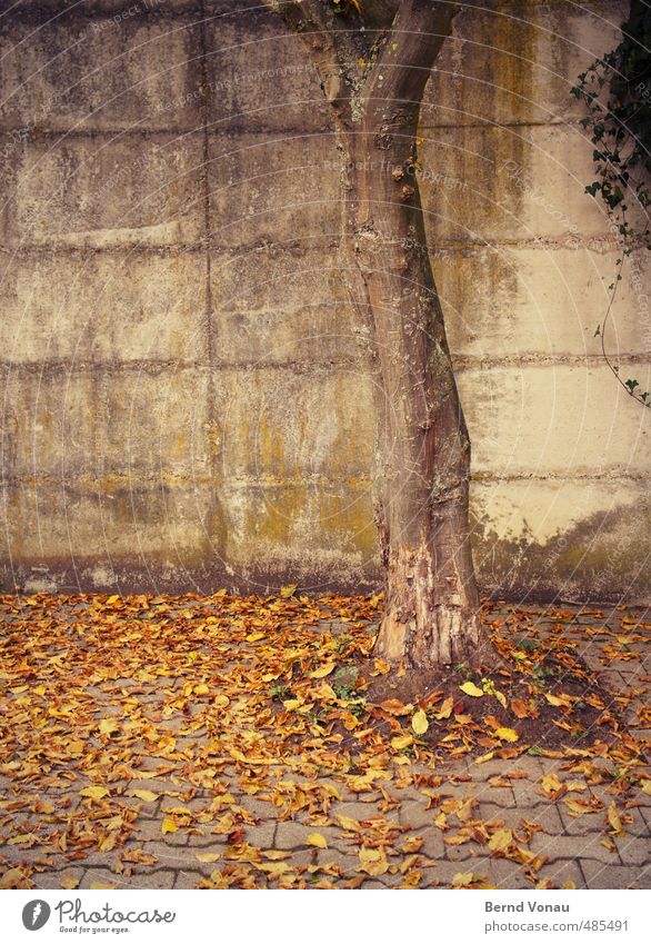 Runtergekommen Herbst Baum Blatt Mauer Wand Pflastersteine Pflasterweg braun gelb grau grün schwarz Herbstlaub trüb Traurigkeit Efeu Beton Betonwand Moos Fuge