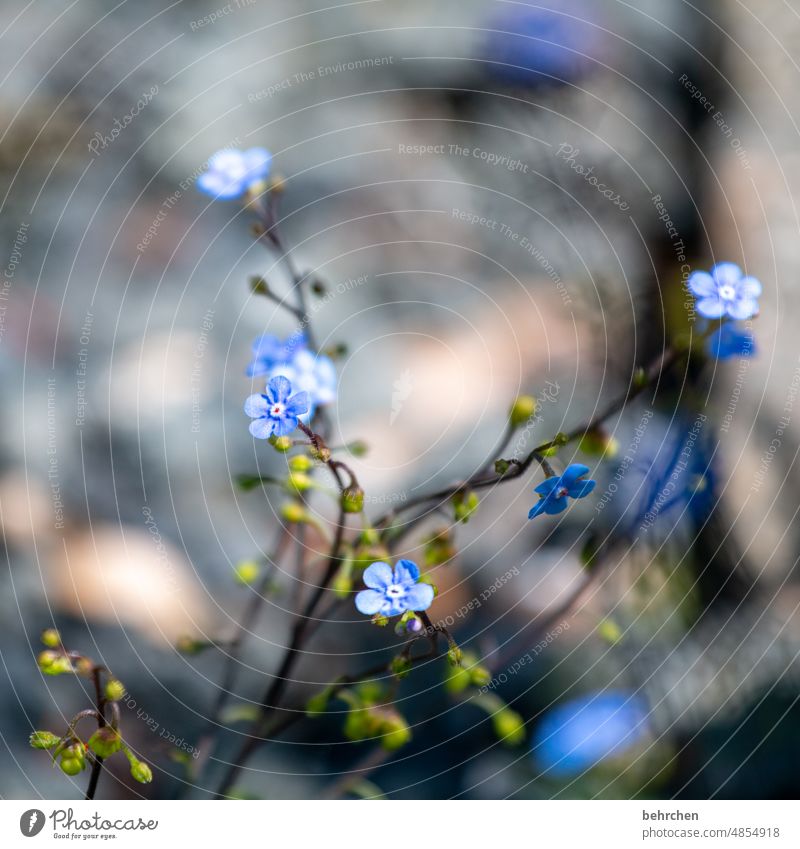 zärtlich Nahaufnahme Detailaufnahme Tag Licht Wärme zart Schönes Wetter Frühling Pflanze Natur blau sommerlich Vergißmeinnicht Wildpflanze Sommer Blüte Blatt