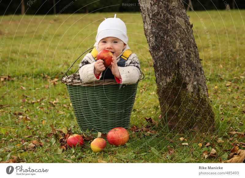 Apfelernte Frucht Ernte Erntedankfest Baby Mädchen 0-12 Monate Natur Herbst Baum Korb genießen Lächeln niedlich grün Zufriedenheit Kindheit Lebensfreude