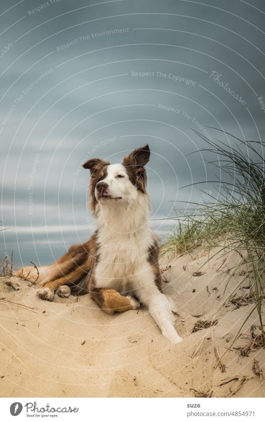 Es riecht nach Meer Strand Australian Shepherd Hund Hundeblick Haustier Sand Ostsee Witterung riechen Nase Hundenase süß niedlich Freiheit Tierliebe