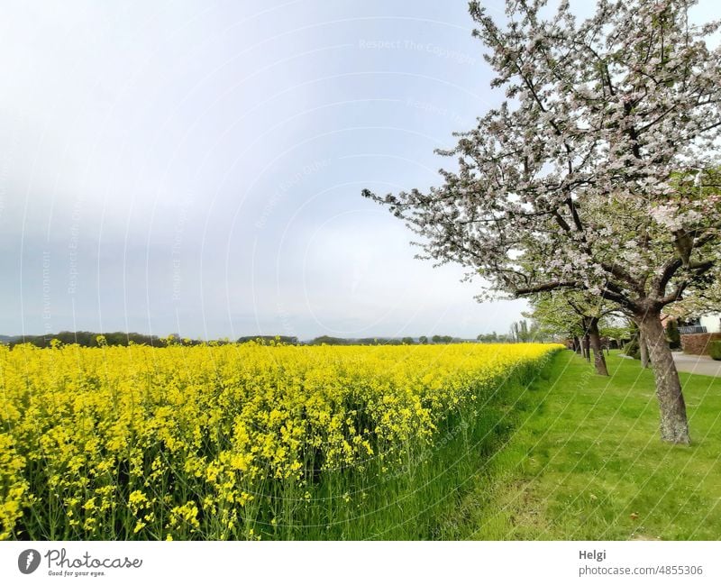 Frühling auf dem Land - blühendes Rapsfeld und Wiese mit blühenden Obstbäumen Baum Obstbaum Apfelbaum ländlich Himmel Wolken Feld Pflanze Landschaft