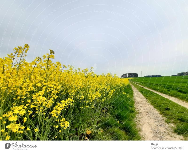 neben dem Rapsfeld führt ein Weg den Hügel hinauf zum Wäldchen Landwirtschaft ländlich Feld Gras Himmel Frühling blühen wachsen Landschaft Natur Pflanze