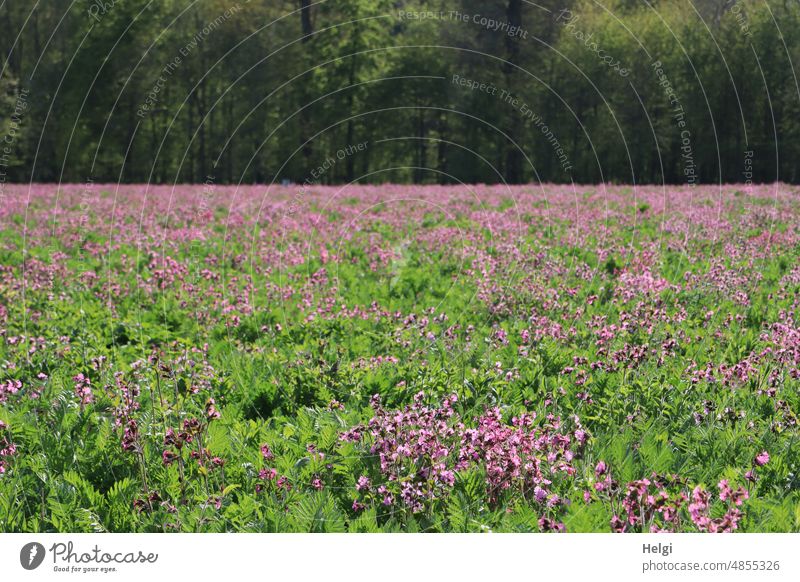 Lichtnelken blühen auf einem Feld Blühwiese Frühling Landschaft Natur Blütezeit Tageslicht blühende Blume natürlich rosa wachsen Nelkengewächs Leimkraut
