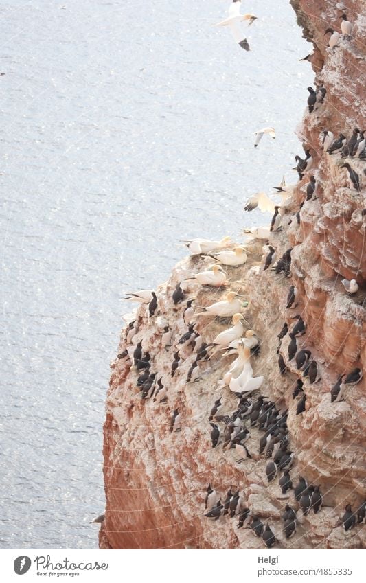 Am roten Felsen auf Helgoland brüten Basstölpel und Trottellummen roter Felsen Vögel Frühling viele Nordsee Wasser steil Ei Außenaufnahme Farbfoto Natur Meer