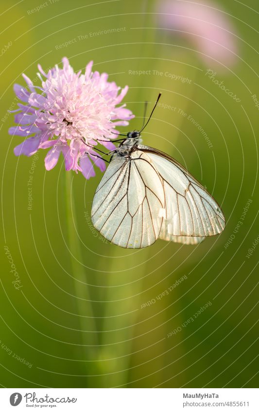 Schmetterling in der Natur Insekt Tier Makroaufnahme Detailaufnahme Nahaufnahme grün Außenaufnahme Wildtier Farbfoto Tierporträt Pflanze Flügel filigran Tag