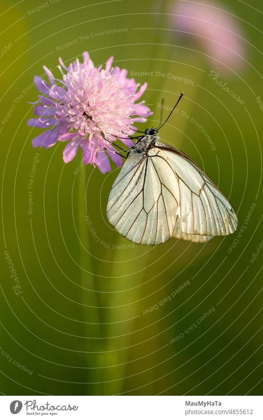 Weißer Schmetterling im Gras Insekt Tier Natur Tierporträt Makroaufnahme Farbfoto Wildtier Detailaufnahme filigran Flügel klein Pflanze