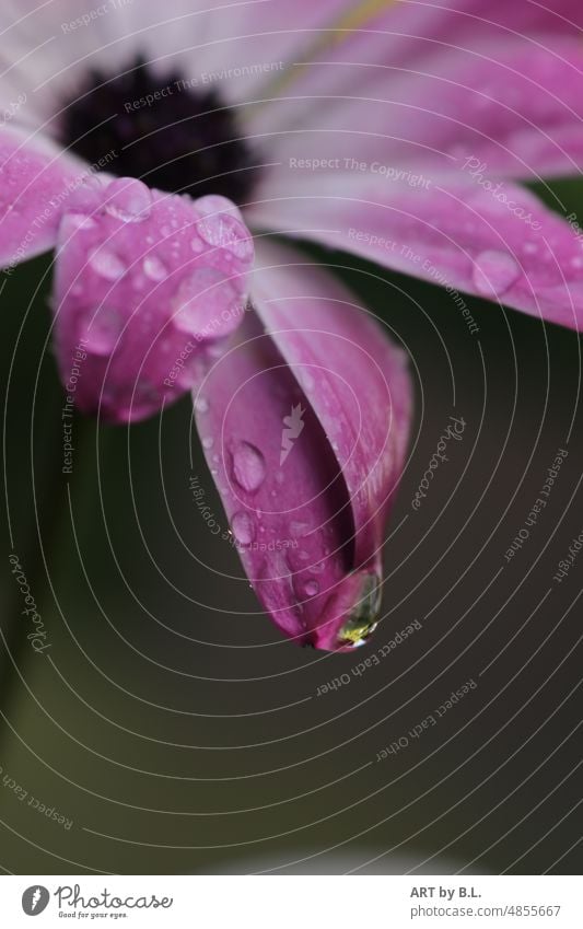 Regentropfen auf einer Margarite, blume lila pink regentropfen Wassertropfen frisch Erfrischung margarite