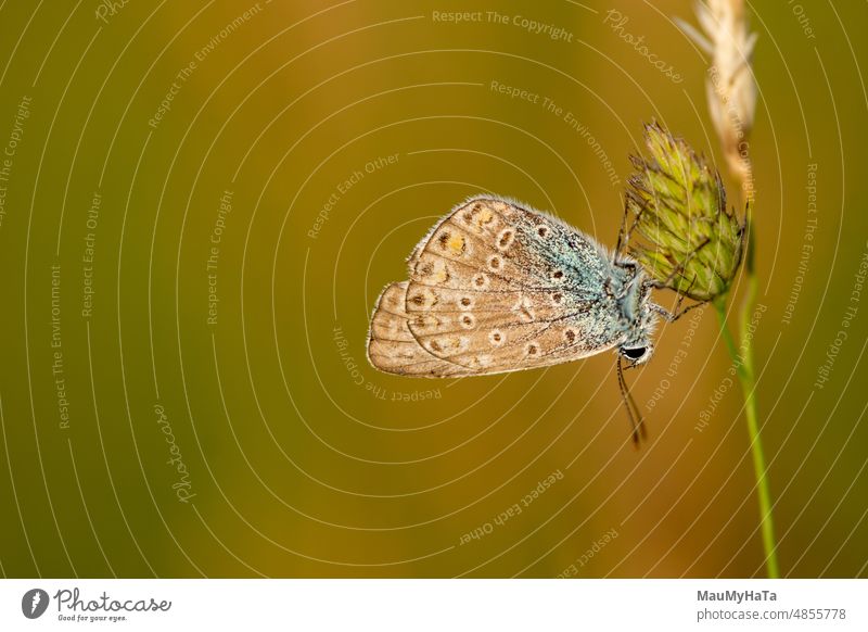 Schmetterling im Sonnenuntergang Makro Makroaufnahme Nahaufnahme Natur Detailaufnahme Makro-Fotografie grün Außenaufnahme Insekt Tier Tierporträt Schmetterlinge
