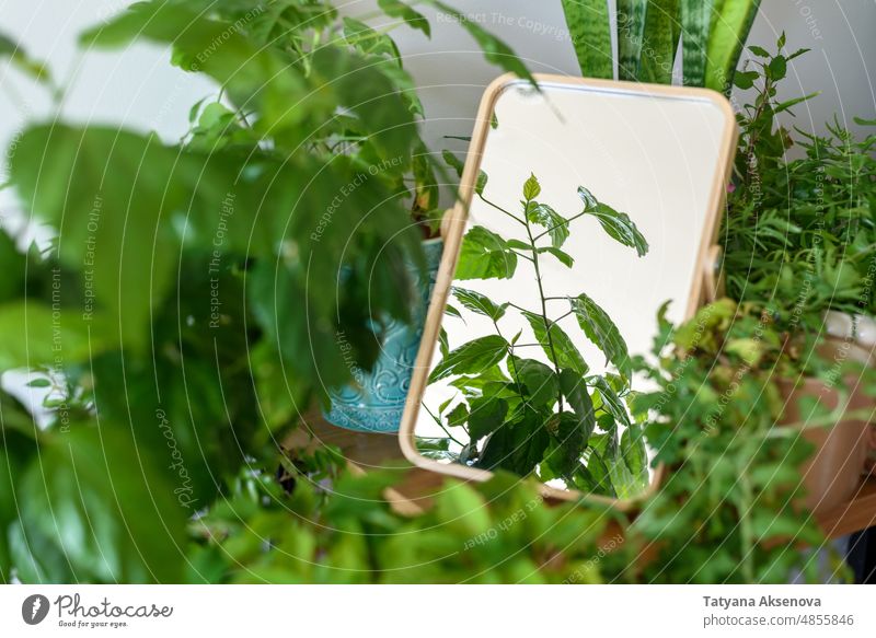 Wohnungsecke mit vielen Zimmerpflanzen und Spiegel Reflexion & Spiegelung Innenbereich heimwärts Haus Raum grün Appartement Topf Pflanze im Innenbereich Dekor
