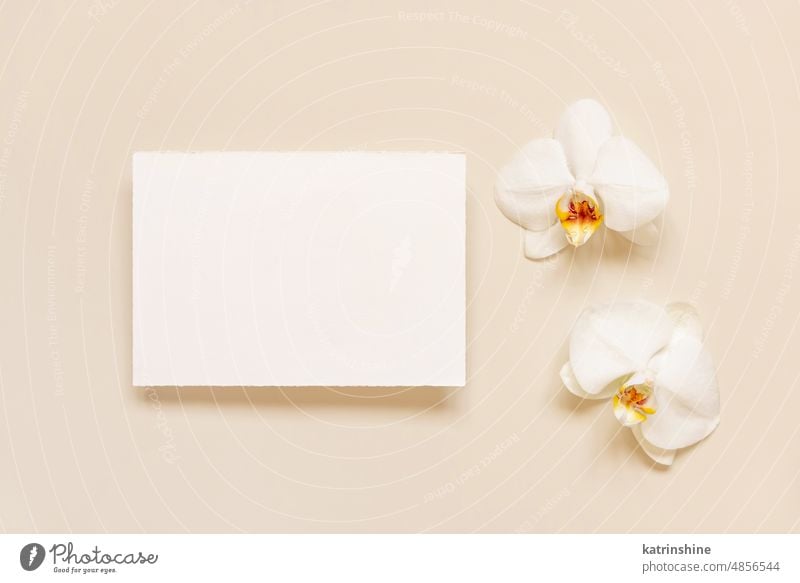 Hochzeitskarte in der Nähe von weißen Orchidee Blumen auf hellgelb, Mockup Postkarte Attrappe Draufsicht horizontal tropisch exotisch Papier Valentinsgruß