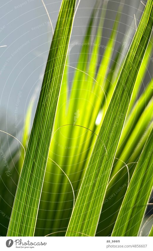 Palmenblätter Palmenblatt grün Sonne Pflanze Blatt Spitze Faser Palmenwedel Grünpflanze exotisch Nahaufnahme Detailaufnahme Strukturen & Formen länglich Fasern