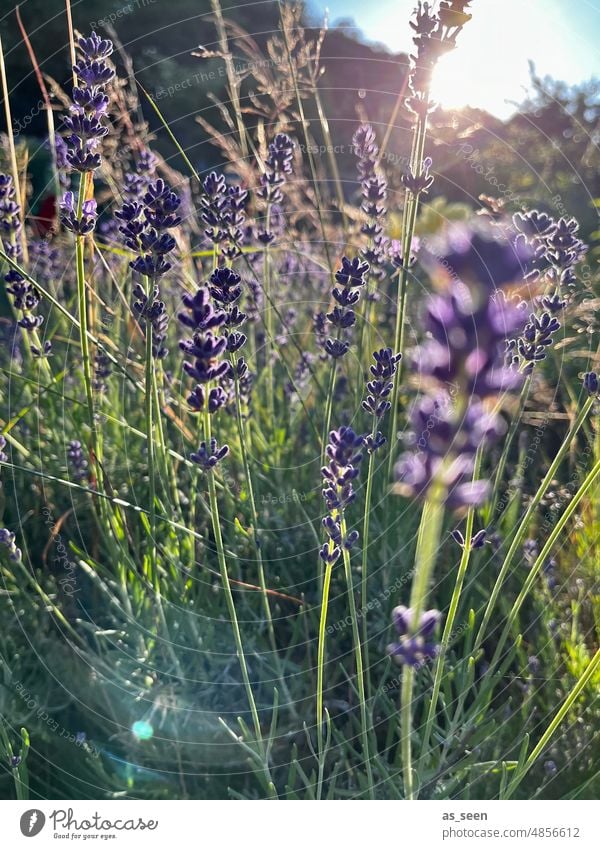 Lavendel im Sonnenlicht Licht violett Sonnenuntergang Sonnenaufgang Garten Gräser Sommer Natur Pflanze Farbfoto Blüte Duft Blume Außenaufnahme Blühend natürlich