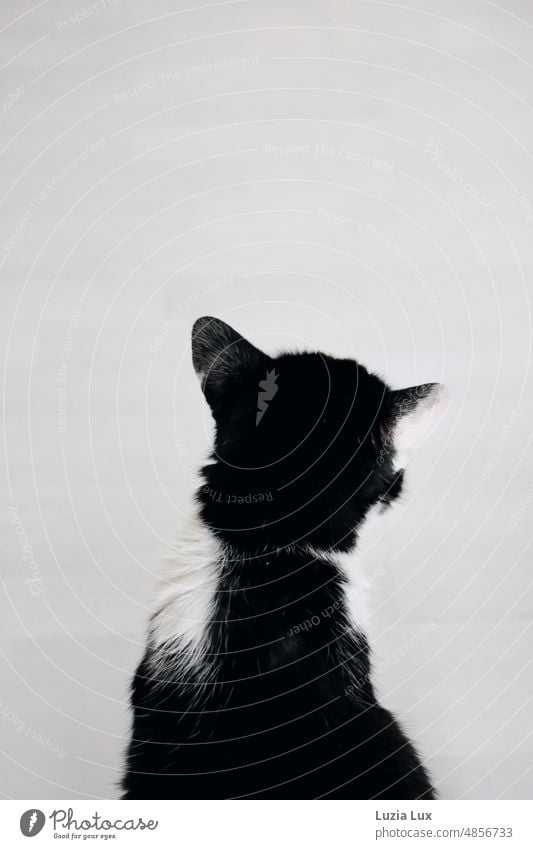 Tuxedo: schwarzweiße, aufmerksame Katze von hinten Tuxedo-Katze Kater Haustier Tier Fell Hauskatze Tierporträt niedlich beobachten Neugier Katzenkopf schräg