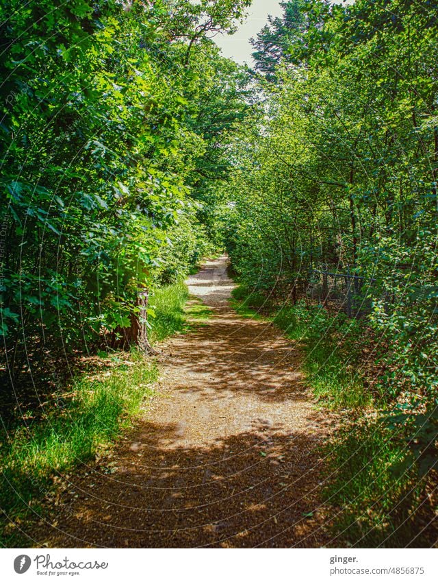 Wandern in den Niederlanden - Wanderweg Wege & Pfade wandern Bäume Sträucher Gebüsch Spaziergang Natur Wald Erholung Umwelt ruhig Landschaft Menschenleer