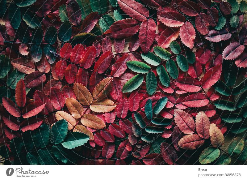 Herbstlaub Hintergrund, rot, grün, gelb Herbstblatt Farben in stimmungsvollen Stil Herbstblätter Hintergrund bunte Blätter Textur farbenfroh anders