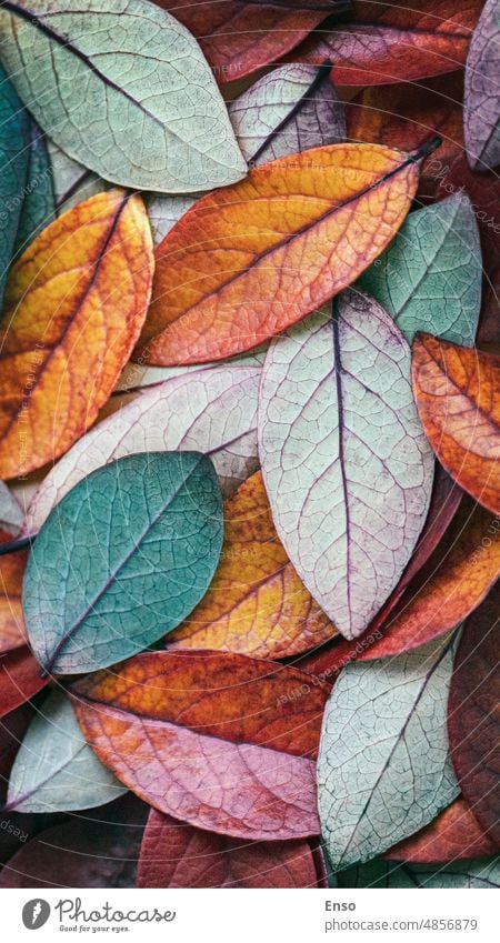Herbstblätter Hintergrund, rot, grün, gelb Blattfarben bunte Blätter Herbstlaub Textur farbenfroh anders bunt gemischt abstrakt Ordnung herbstlich Transparente