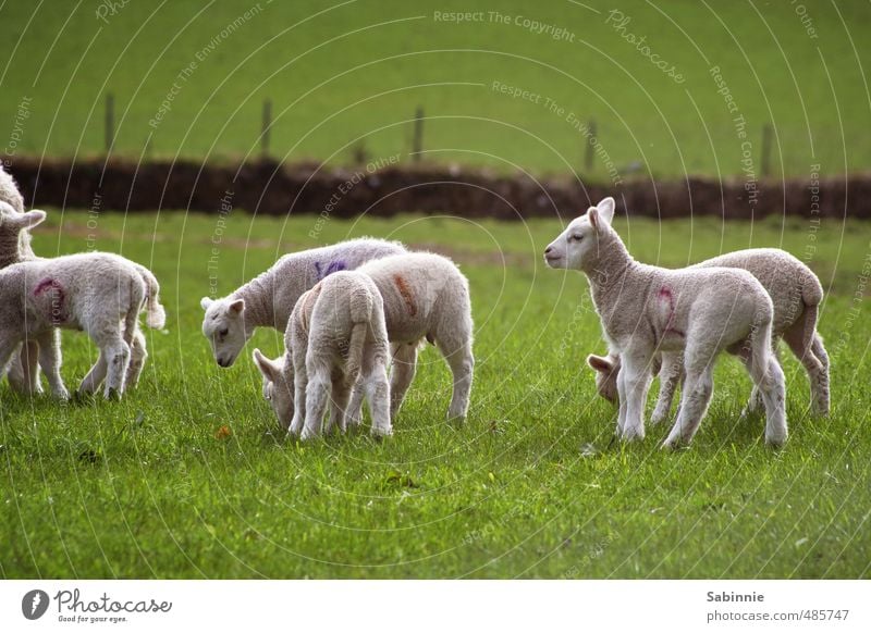 Schäfchen Pflanze Gras Tier Nutztier Schaf Schafherde Lamm Schafswolle Fell Wolle Tiergruppe Herde Tierjunges Spielen Fröhlichkeit Neugier niedlich grün weiß