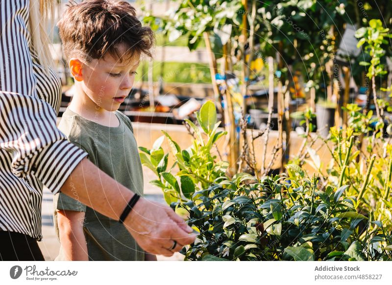 Erstaunlicher Enkel sucht mit Großmutter Pflanzen aus wählen eingetopft Werkstatt Zusammensein kaufen Sommer erstaunt Frau Junge pflücken Kind Kindheit Laden