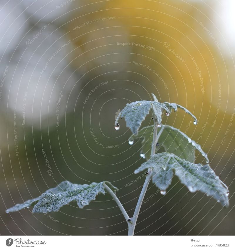 Morgentau... Umwelt Natur Pflanze Herbst Sträucher Blatt Wildpflanze Park glänzend hängen Wachstum ästhetisch außergewöhnlich einfach kalt nass gelb grau grün