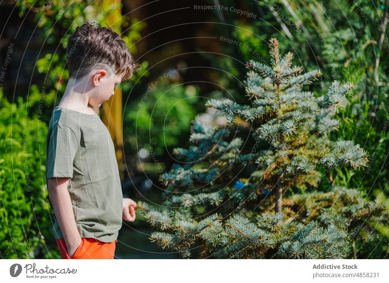 Junge inspiziert Nadelbaum im Blumenladen inspizieren Baum nadelhaltig Werkstatt Hof Blaufichte berühren besuchen tagsüber Kind Sommer Ast wenig Saison