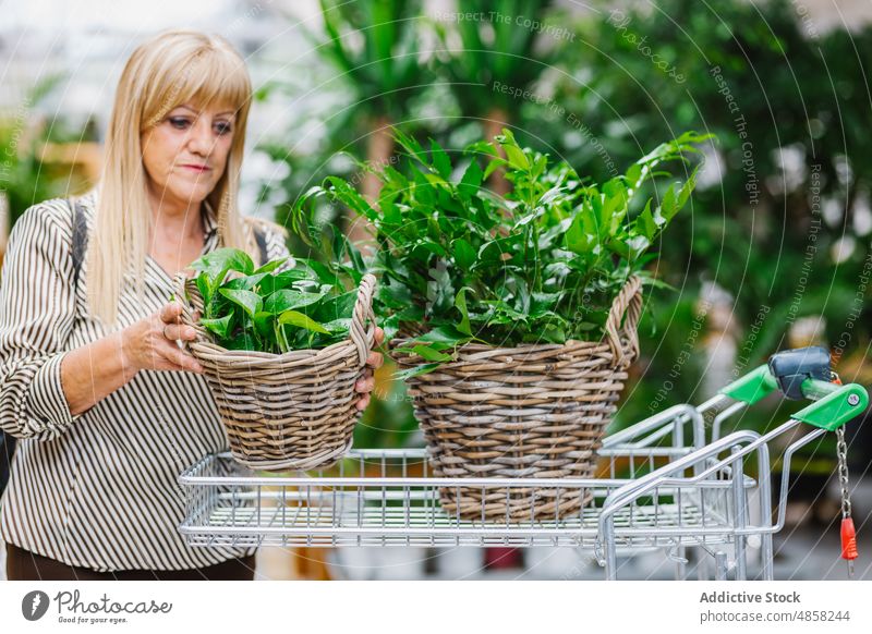 Ältere Frau packt Körbe mit Topfpflanzen in den Wagen Pflanze Korb Karre Werkstatt kaufen Kunde Grün üppig (Wuchs) Kauf wählen grün Einzelhandel frisch