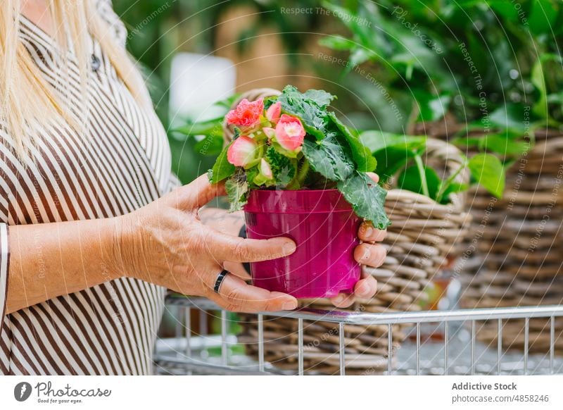 Ältere Frau mit Begonienpflanze Klient Blume Topf Pflanze kaufen Handwagen Laden führen Kunde älter gealtert Senior Blütezeit Korb Weide Flora vegetieren
