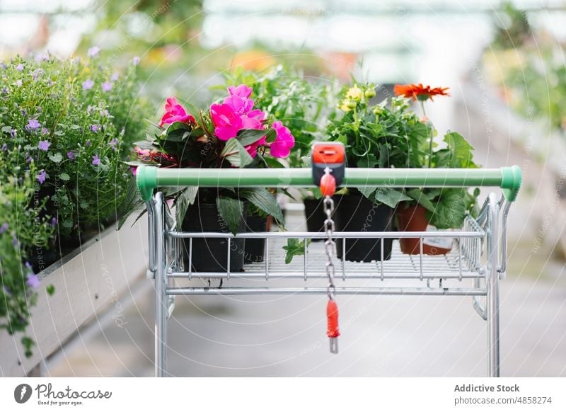 Einkaufswagen mit blühenden Pflanzen Handwagen Werkstatt Blume Topf Gewerbe Gang Blütezeit frisch verkaufen Schloss anketten Einzelhandel Flora tagsüber