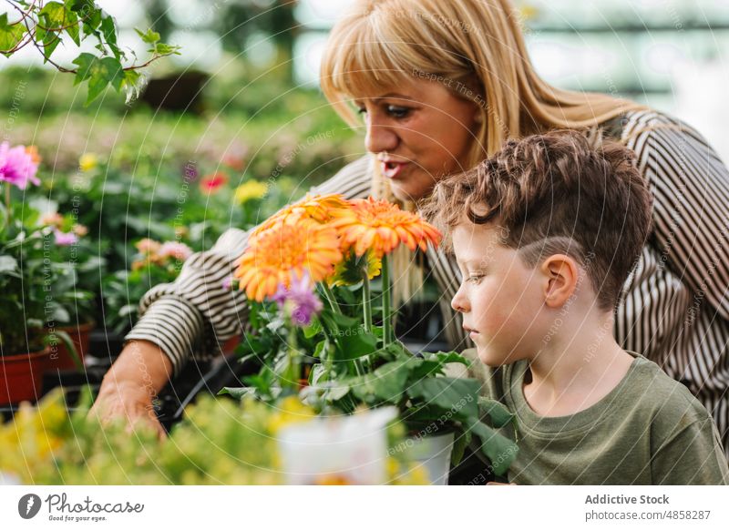 Oma und Enkelkind wählen Pflanzen im Geschäft aus Großmutter Blume Werkstatt Verkaufswagen reden verschiedene Klient Wochenende Frau Junge älter Senior gealtert
