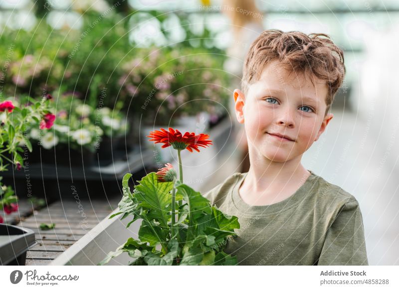 Kleiner Junge mit Gerbera-Blume Werkstatt führen eingetopft Pflanze kaufen Klient Porträt Kind Laden Verkaufswagen Gewächshaus niedlich Flora bezaubernd Glück