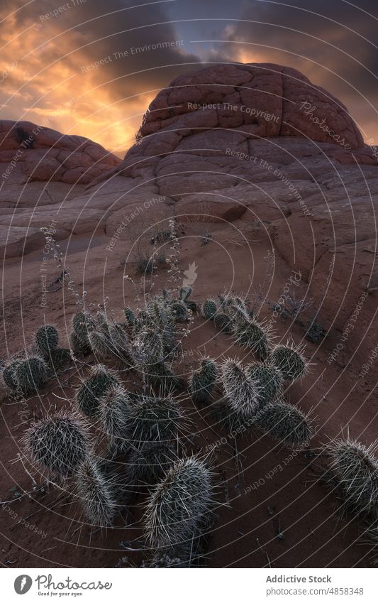 Blick auf den Canyon bei Sonnenuntergang Zinnoberrot Schlucht Klippen Landschaft reisen Arizona wüst Dämmerung USA im Freien Natur Denkmal trocken Himmel Kaktus