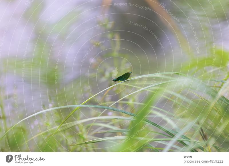 Blaue Libelle auf einem Grashalm vor einem unscharfen Hintergrund Tier Halm Saphirjungfer verschwommen verschwommener Hintergrund Textfreiraum Fliege Insekt