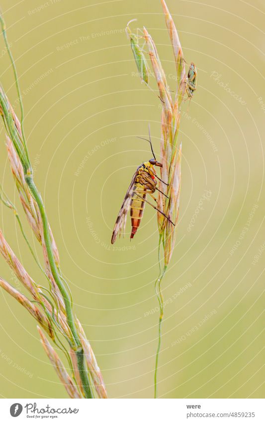 Weibliche Skorpionfliege auf einem Grashalm Insekt Panoramablick Panorpa germanica Tier Tiermotive Tiere Halm allgemein Frau Fliege Deutsche Skorpionfliege