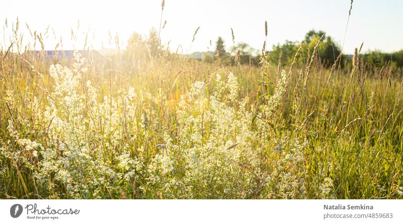 Natürlicher Hintergrund von Wiesengras in Großaufnahme. Weicher Fokus. verschwommener Hintergrund Sonnenuntergang Gras Feld abschließen Bauernhof Dorf