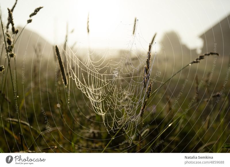 Spinnennetz im Wiesengras vor Sonnenaufgang Nahaufnahme. Weichzeichner. Niedriger Aufnahmewinkel. Natur Gespinst Gras Morgendämmerung Tiefschuss Ruhe
