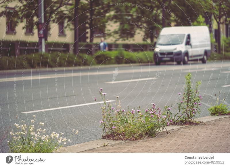 Wild gewachsene Pflanzen zwischen Gehweg und Fahrbahn mit Fußgängerin und weißem Lieferwagen im Hintergrund. Natur natürlich Straße Bürgersteig Stadt grau