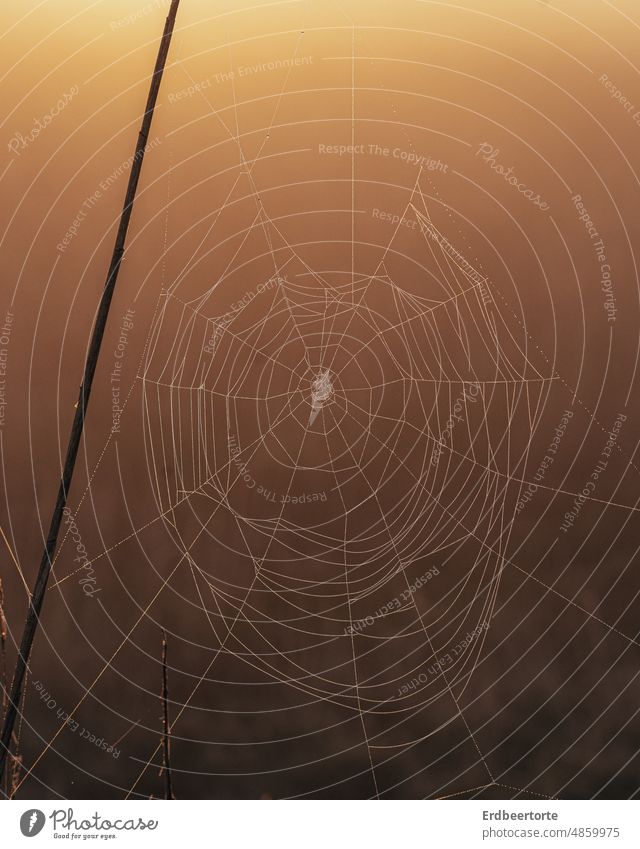Spinnennetz im Sonnenaufgang spinne natur Sonnenaufgang - Morgendämmerung Außenaufnahme Natur Nahaufnahme Tau nebel herbst morgen braun