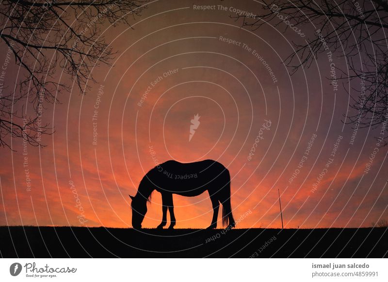 Pferd Silhouette mit einem schönen Sonnenuntergang Hintergrund Sonnenlicht Tier Tiermotive Tier in freier Wildbahn Tierwelt wild Natur niedlich Schönheit
