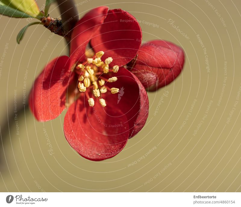 Quitte Zierquitte Blüte Frühling rot Blume Farbfoto Natur Pflanze Nahaufnahme Makroaufnahme Schwache Tiefenschärfe Detailaufnahme Blütenblatt Blühend Garten