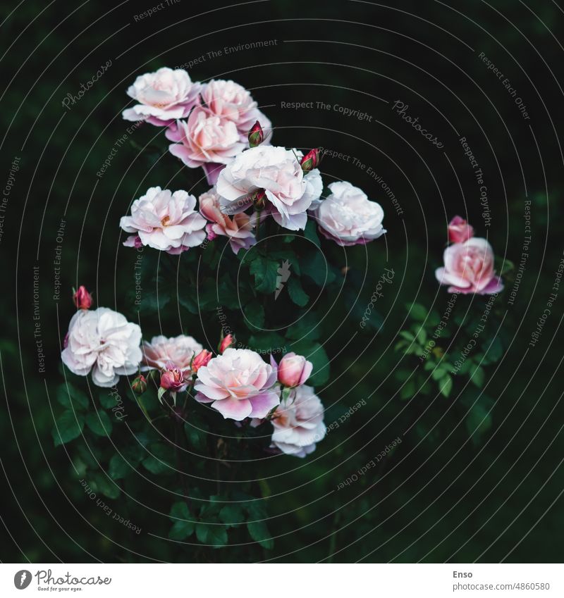 Distant Drums Rose im Garten, eine seltene Schönheit, rosa Rosen in der Dunkelheit ferne Trommeln erhoben sich Überstrahlung Roséwein Blume zurückhaltend