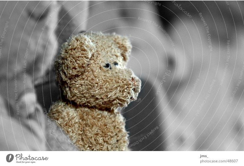 Lonley Teddybär schwarz weiß Einsamkeit Freundlichkeit unsscharf lonley knudelig Bär teddybear