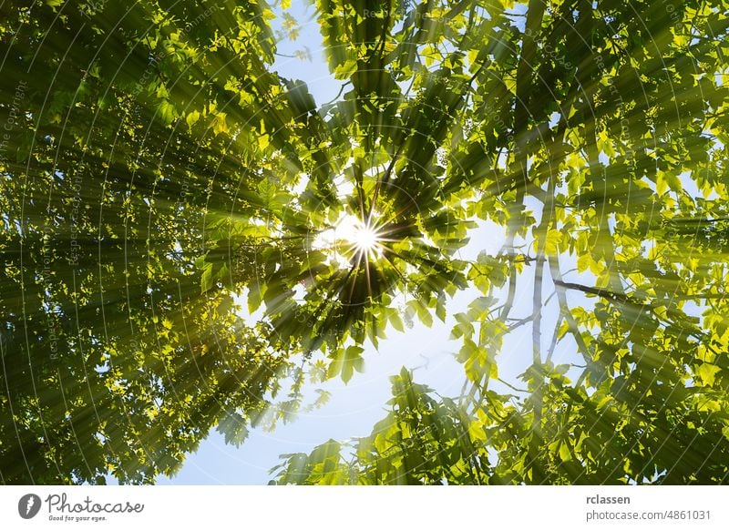 Die Sonne scheint durch die Baumkronen Sonnenstrahlen Strahl Blätter Sommer Äste Licht Wald Frühling sonnig gestreutes Licht Einfluss natürlich Gegenlicht