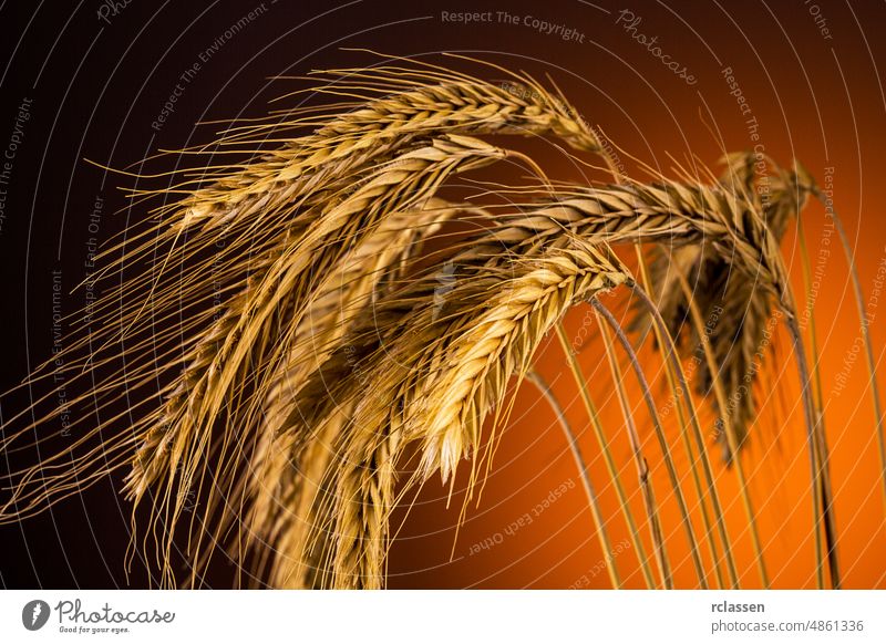 Maiskornähren Nahaufnahme Weizen Müsli essen Ohr Ackerbau Gerste Roggen Korn Saatgut Landwirt Mehl Natur Vollkornweizen landwirtschaftlich Brot backen Ernte