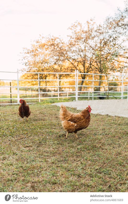 Hühner auf der Koppel eines Bauernhofs Hähnchen Gehege weiden Spaziergang Landschaft Herbst Gras Vogel heimisch Kreatur Bargeld Weide ländlich Tier Pute Fauna