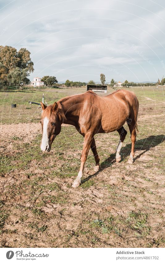 Pferd auf grasbewachsener Weide Tier Feld pferdeähnlich Viehbestand Landschaft Lebensraum ländlich Ranch Säugetier züchten Fauna Sommerzeit Bargeld Kreatur