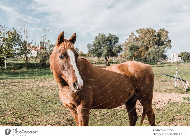Pferd auf grasbewachsener Weide Tier Feld pferdeähnlich Viehbestand Landschaft Lebensraum ländlich Ranch Säugetier züchten Fauna Sommerzeit Bargeld Kreatur