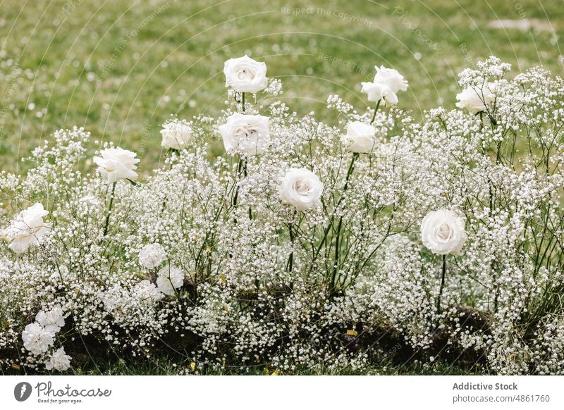 Rosen mit Schleierkrautblüten auf dem Lande Roséwein Gypsophila Blume Pflanze Landschaft Rasen botanisch Blüte geblümt weiß Flora Blütezeit Sommer Blütenblatt