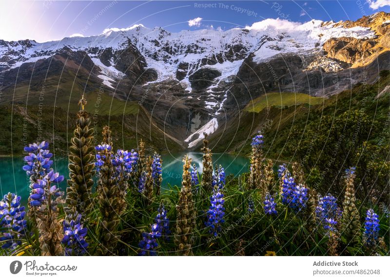 Blühende Andenlupinen in einem malerischen Tal mit felsigen Bergen unter blauem Himmel Stausee Becken Lupinus mutabilis Klippe Natur Frost Peru Teich Schnee